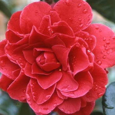Camellia japonica ‘Tom Knudsen’ - Camellia